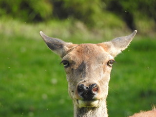 Damwild 