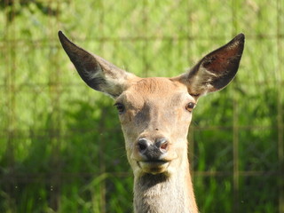 Damwild