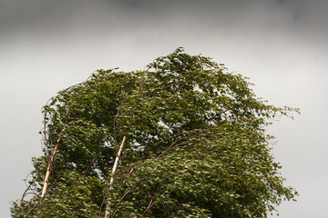Obraz premium birch tree top branches blowing in the wind
