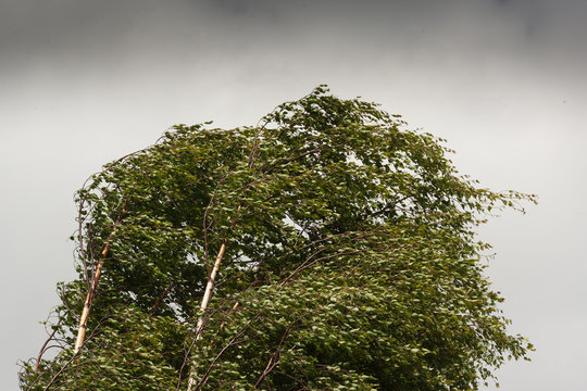 birch tree top branches blowing in the wind