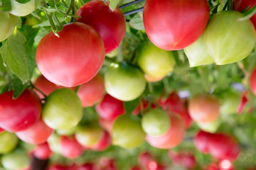 真っ赤に実ったトマト / ハウス栽培のイメージ 北海道にて
