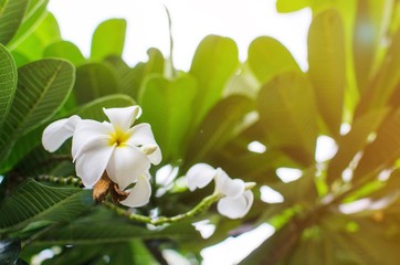 white and yellow plumeria with green leaf background, tropical beautiful flower on tree with sunlight effect, selective focus, copy space