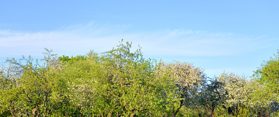 Garden with blooming apple trees.