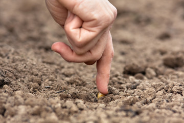 hand planting seed of green pea in the soil