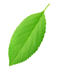 Cherry leaf isolated on a white