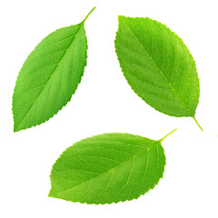 Set of cherry leaves isolated on a white