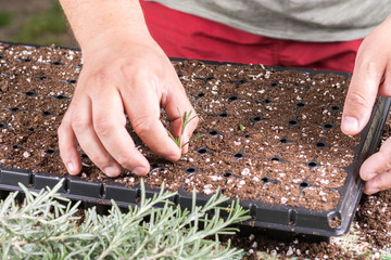 Propagating small rosemary plants with growth hormone in the container