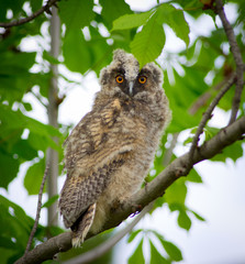 Grey owl