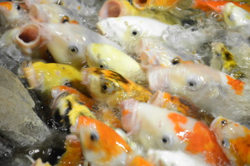 Fototapeta na wymiar Fancy carp or Koi fish swimming at pond