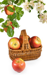 Isolated image of ripe apples in the basket close-up