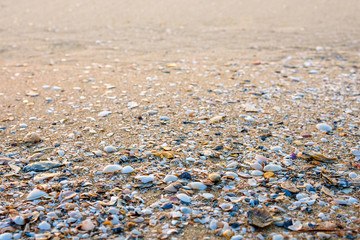 Sea shell on beach in the sunrise