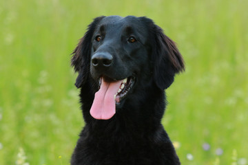 Flat coated dog retriever sitting in the meadow