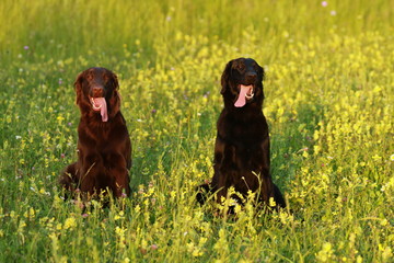 Two dogs sitting in the meadow