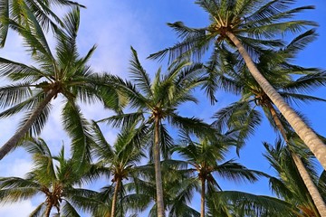 Fototapeta na wymiar Coconut Palm at the Beach