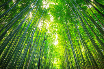 Obraz na płótnie Canvas Bamboo forest of Arashiyama near Kyoto, Japan