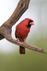 Male Northern Cardinal (Cardinalis cardinalis) perched on a branch on a sunny day.