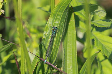 une Jolie libellule bleue posé sur une feuille dans la nature