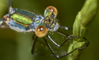 DRAGONFLY EYES 2