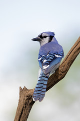 Blue Jay ( Cyanocitta cristata) looking back over his shoulder while perched on a branch in front of a blue sky background.