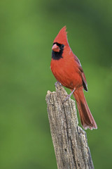 Male Northern Cardinal (Cardinalis cardinalis) perched on a stump in front of a green background.