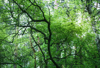причудливое дерево в весеннем лесу