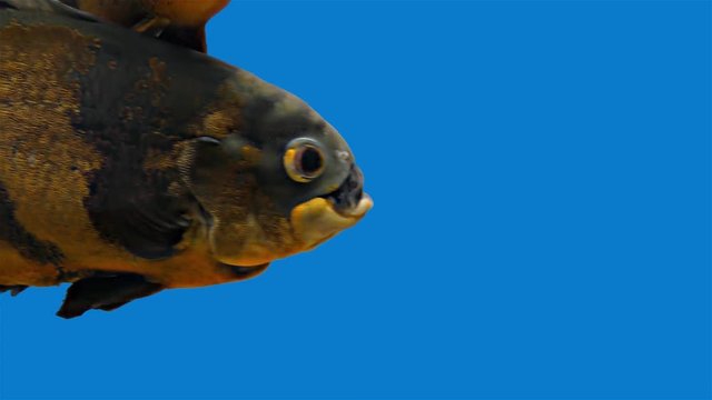 Amazon Tropical Fish - Tiger Oscar, Blue Background