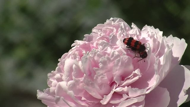 Zwei gemeine Bienenk&auml;fer paaren sich auf einer hellrosa Pfingstrose (Nahaufnahme)