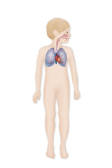 Fototapeta premium Thorax, anatomy