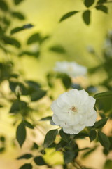 Beautiful flowers in the virgin forest