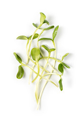 Heap of sunflower sprouts, micro greens on white background. Healthy eating concept of fresh garden produce organically grown as a symbol of health and vitamins from nature. Microgreens closeup.
