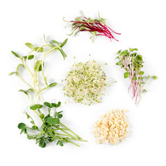 Different types of micro greens on white background. Healthy eating concept of fresh garden produce organically grown as a symbol of health and vitamins from nature. Microgreens closeup.