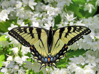 Toronto High Park Eastern Tiger Swallowtail 2017