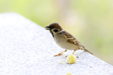 Close-up. A sparrow pecks bread on a windowsill against a background