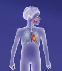 Naklejka premium Thorax, anatomy