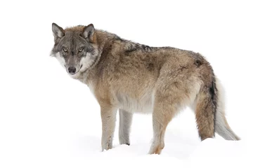Abwaschbare Fototapete Wolf grauer Wolf