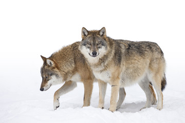 Twee grijze wolven