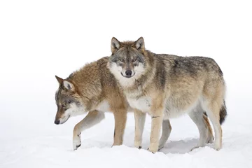 Zelfklevend Fotobehang Wolf Twee grijze wolven