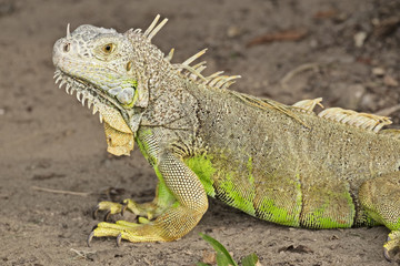 Green Iguana In Mexico