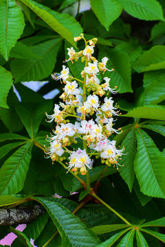 White chestnut flowers close-up photographed against a background of lush green leaves.