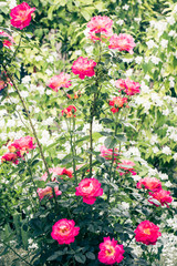 Blooming rose bush in the garden