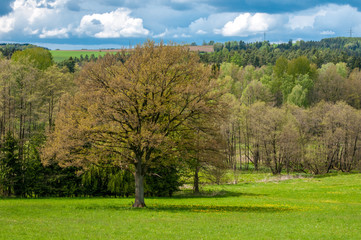 green field and blue sky with light clouds