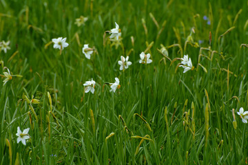White daffodil on the landscape design of the flower garden. White daffodils in the fields in the spring