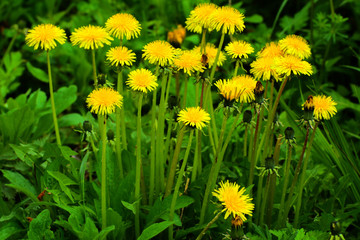 Yellow dandelions. Bright flowers dandelions on background of green spring meadows.