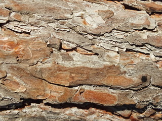 pine bark texture