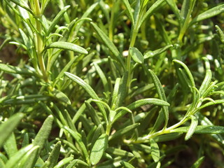 Fototapeta na wymiar fresh green rosemary herb background