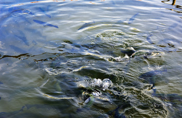 A flock of trout floating in a shallow river with pebbles. Type of fish from above.