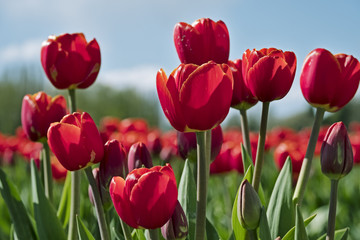 Obraz premium Red Tulips At The Tulip Festival