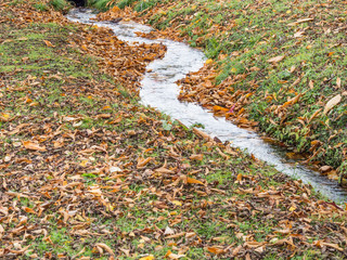 Dry leaves, green grass and small river