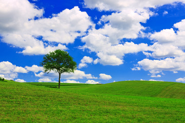 Fototapeta na wymiar Tree on a green meadow and blue sky.