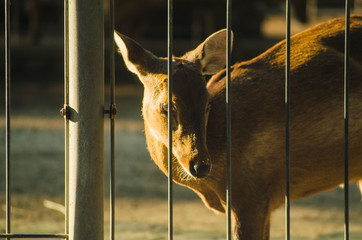 Photos of deer in a captivity in Indonesia with a blurred background